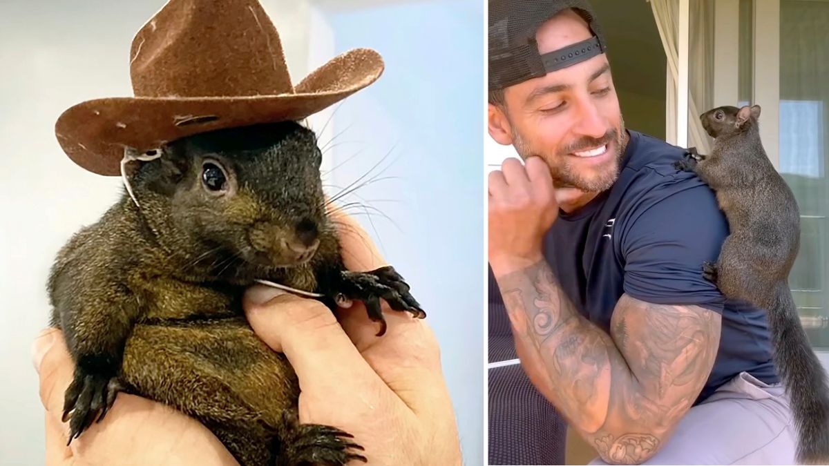 “Justice for Peanut!”: Social Media Erupts Over Euthanasia of Beloved Pet Squirrel