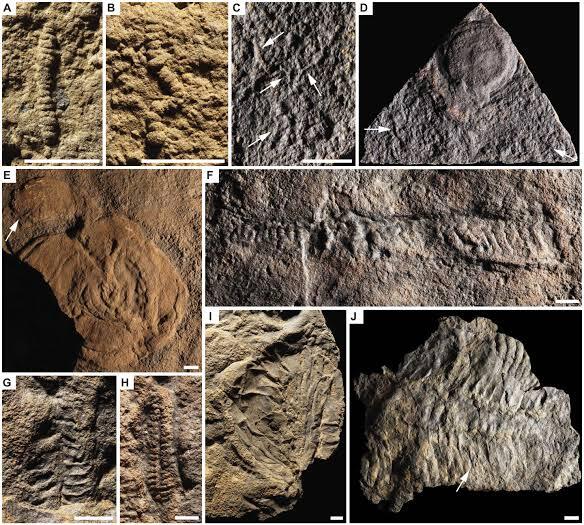 567 Million Year Old Fossils Could Rewrite the Story of Early Animal Evolution